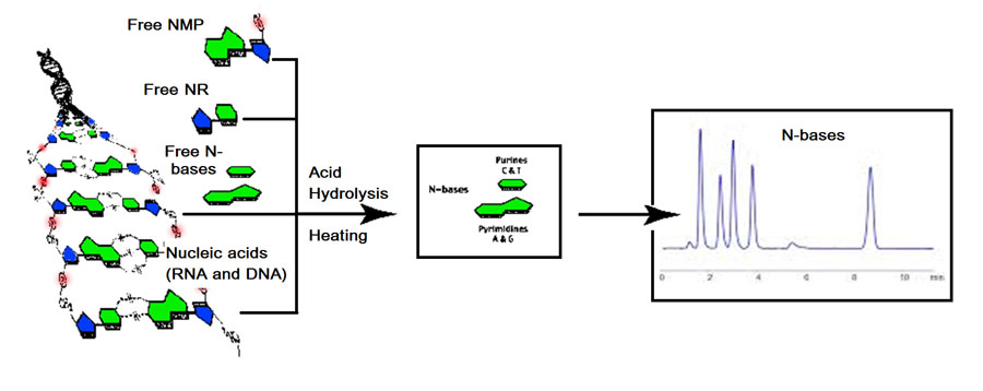 Nucleotide analysis Traditional Acid Hydrolysis Method