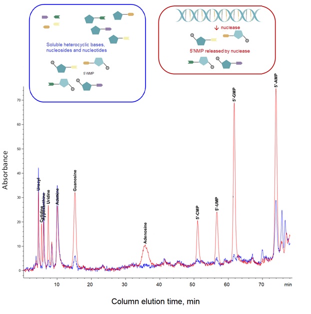 Nucleotide spectra of yeast extract