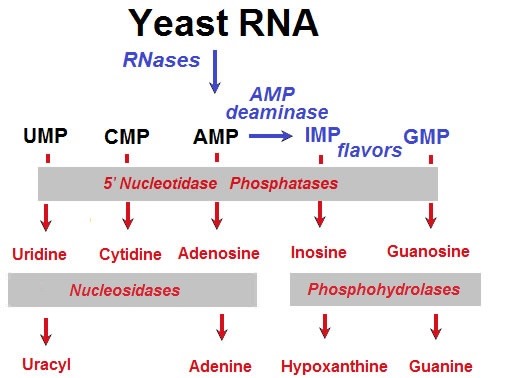 Yeast RNA to nucleotides conversion process