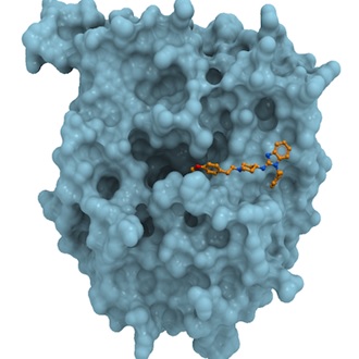 molecular picture of enzyme